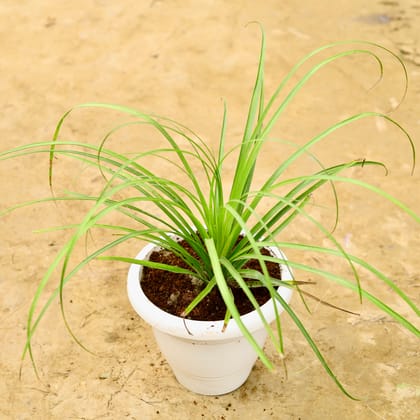 Buy Nolina / Lolina Palm in 10 Inch White Classy Plastic Pot Online | Urvann.com