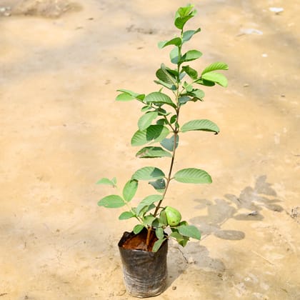 Buy Amrood / Guava Pink Taiwan in 6 Inch Nursery Bag Online | Urvann.com