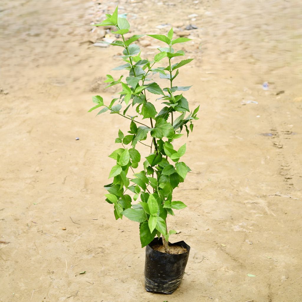 Harsingar / Parijat with flowers (Pune Variety) (4 Years Old) (~ 4-6 Ft) in 8 Inch Nursery Bag