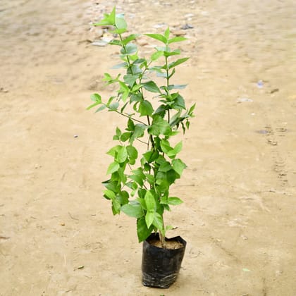 Buy Harsingar / Parijat (Pune Variety) (3 Years Old) (~ 4-6 Ft) in 8 Inch Nursery Bag Online | Urvann.com