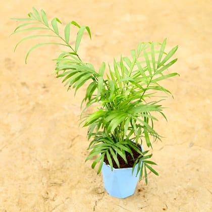 Buy Chameadorea Palm (Pune Variety) in 4 Inch Blue Marble Premium Diamanti Plastic Pot Online | Urvann.com