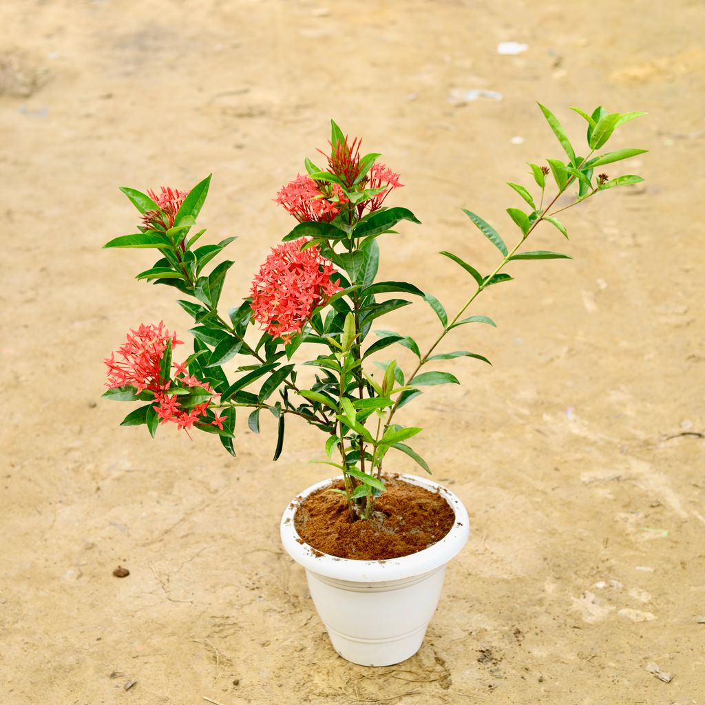 Ixora Red in 10 Inch White Classy Plastic Pot