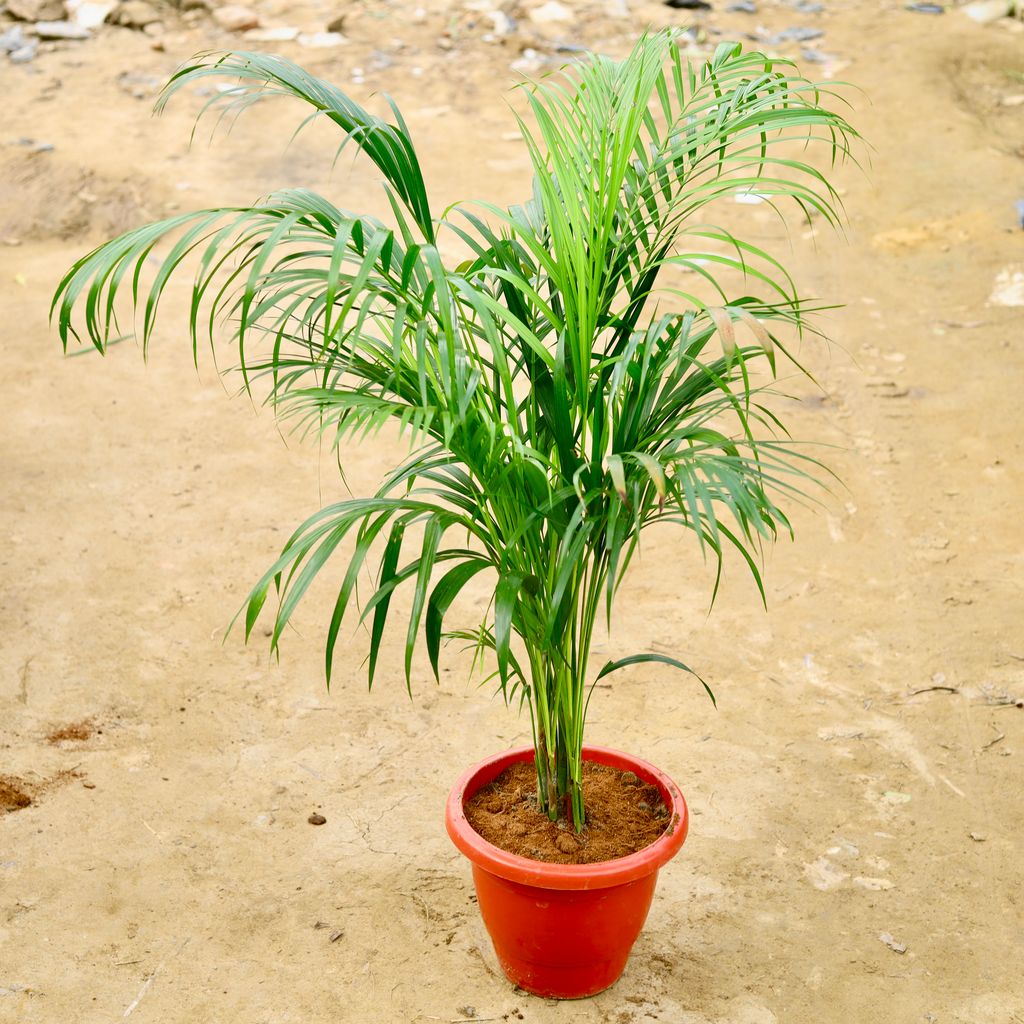 Areca Palm ( ~4 Ft) in 10 Inch Terracotta Red Classy Plastic Pot