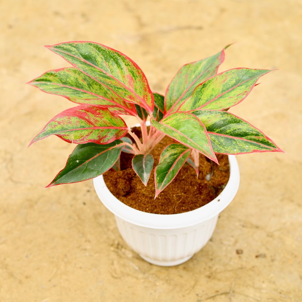 Aglaonema Lipstick in 10 Inch White Olive Plastic Pot