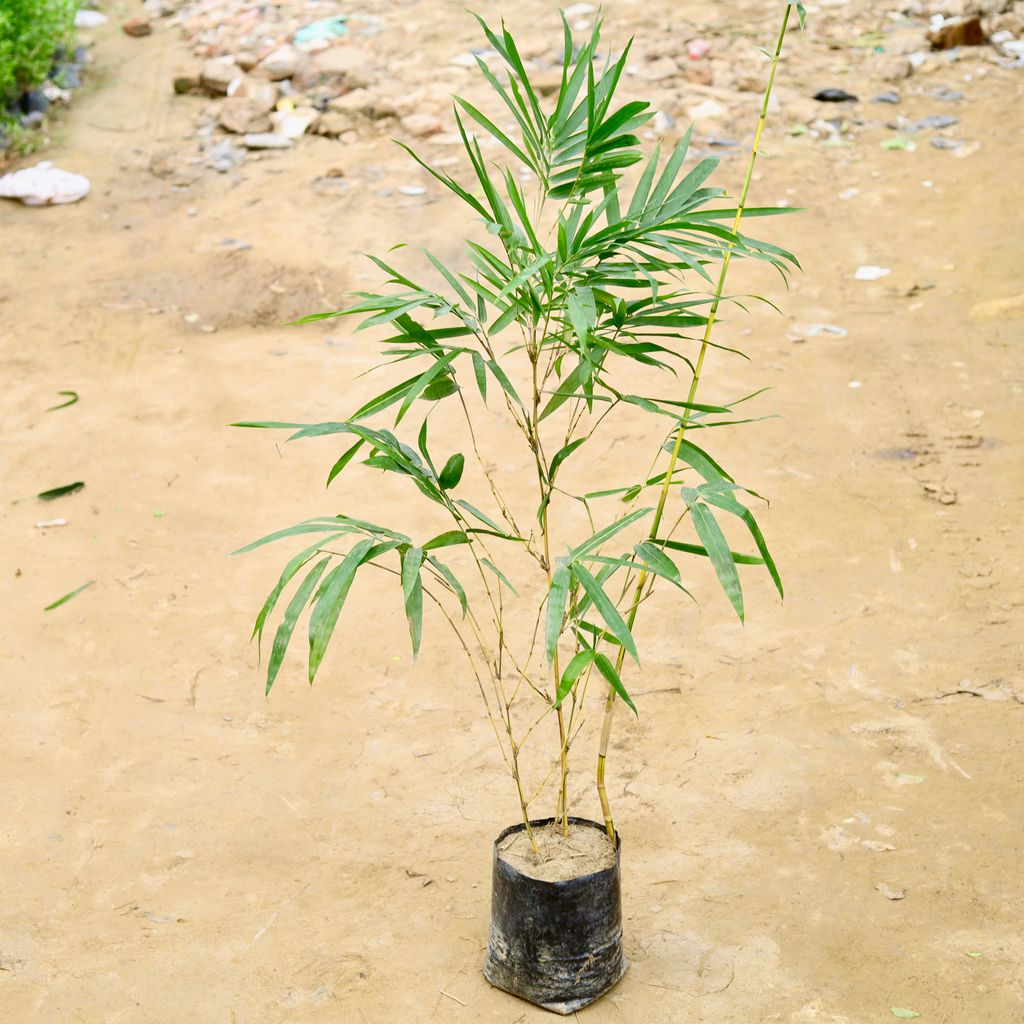 Golden Bamboo (~ 4-5 Ft) in 10 Inch Nursery Bag