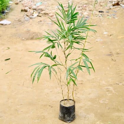 Buy Golden Bamboo (~ 4-5 Ft) in 10 Inch Nursery Bag Online | Urvann.com