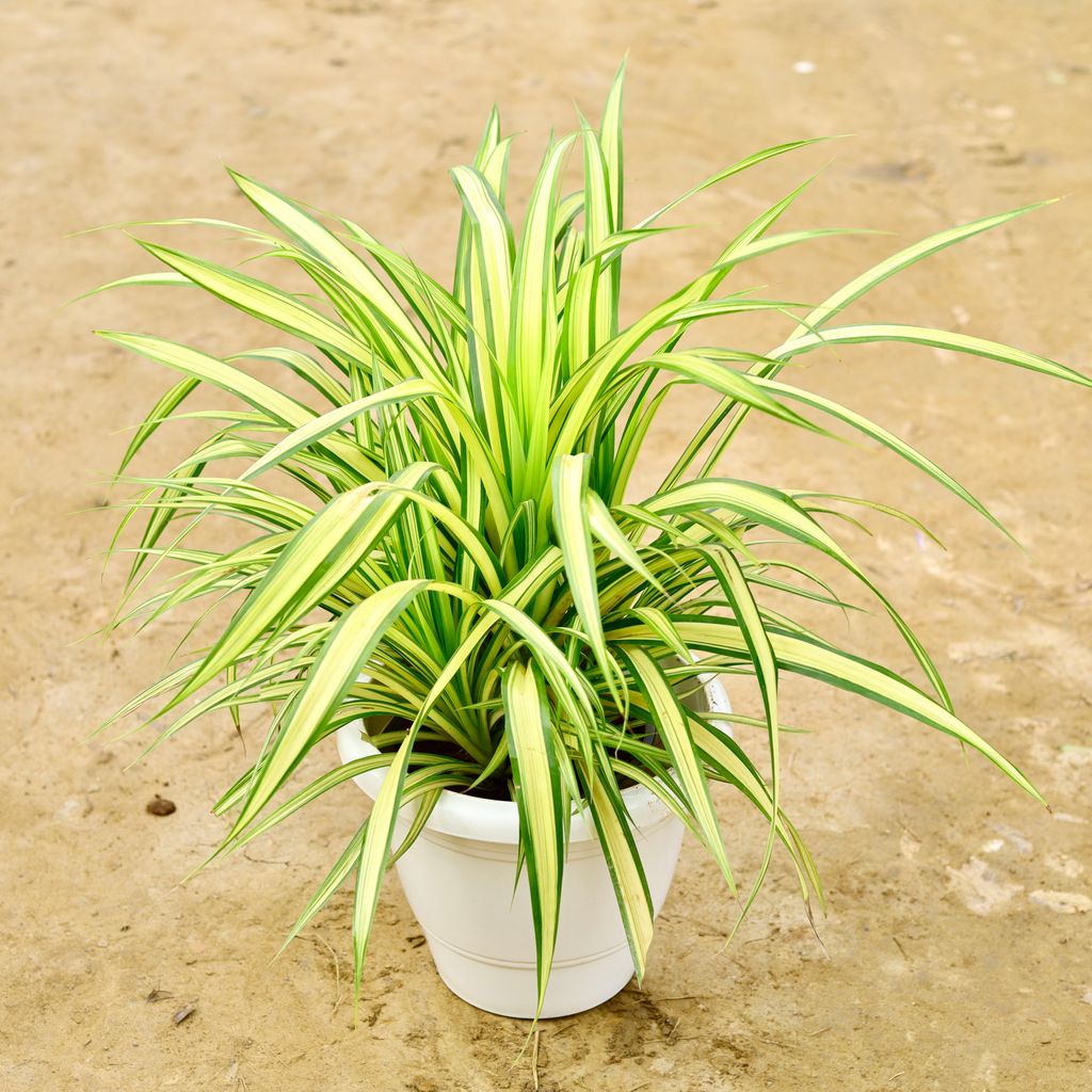 Pandanus in 12 Inch White Classy Plastic Pot