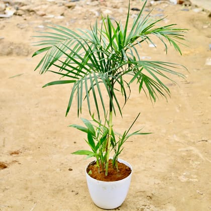 Buy Bamboo Palm (~ 2 Ft) in 10 Inch White Premium Orchid Round Plastic Pot Online | Urvann.com