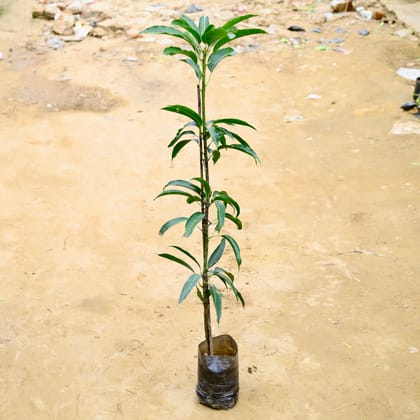 Buy Aam / Kesar Mango Grafted (~ 4-5 Ft) in 10 Inch Nursery Bag Online | Urvann.com