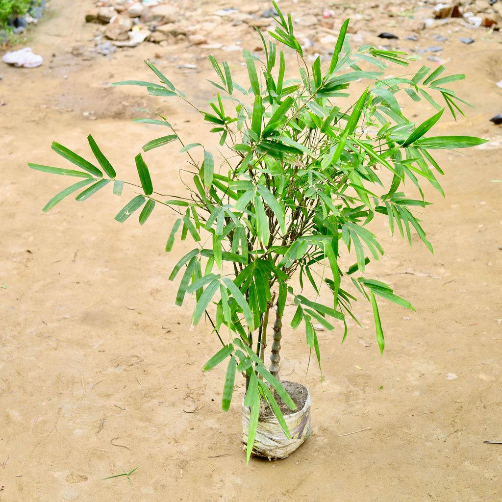 Bambusa Ventricosa / Buddha Belly Bamboo (~ 4-5 Ft) in 10 Inch Nursery Bag