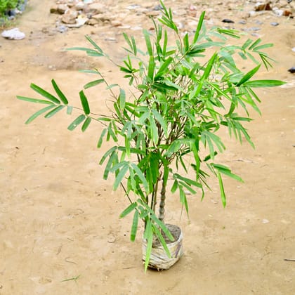 Buy Bambusa Ventricosa / Buddha Belly Bamboo (~ 4-5 Ft) in 10 Inch Nursery Bag Online | Urvann.com