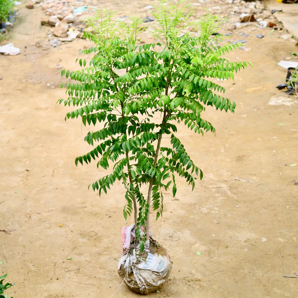 Curry Patta (4 Years Old) (~ 4-5 Ft) in 12 Inch Nursery Bag