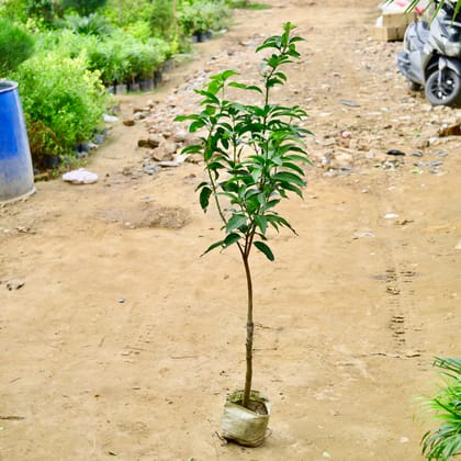 Buy Thai Mango / Aam (All Season) (~ 4-6 Ft) in 8 Inch Nursery Bag Online | Urvann.com