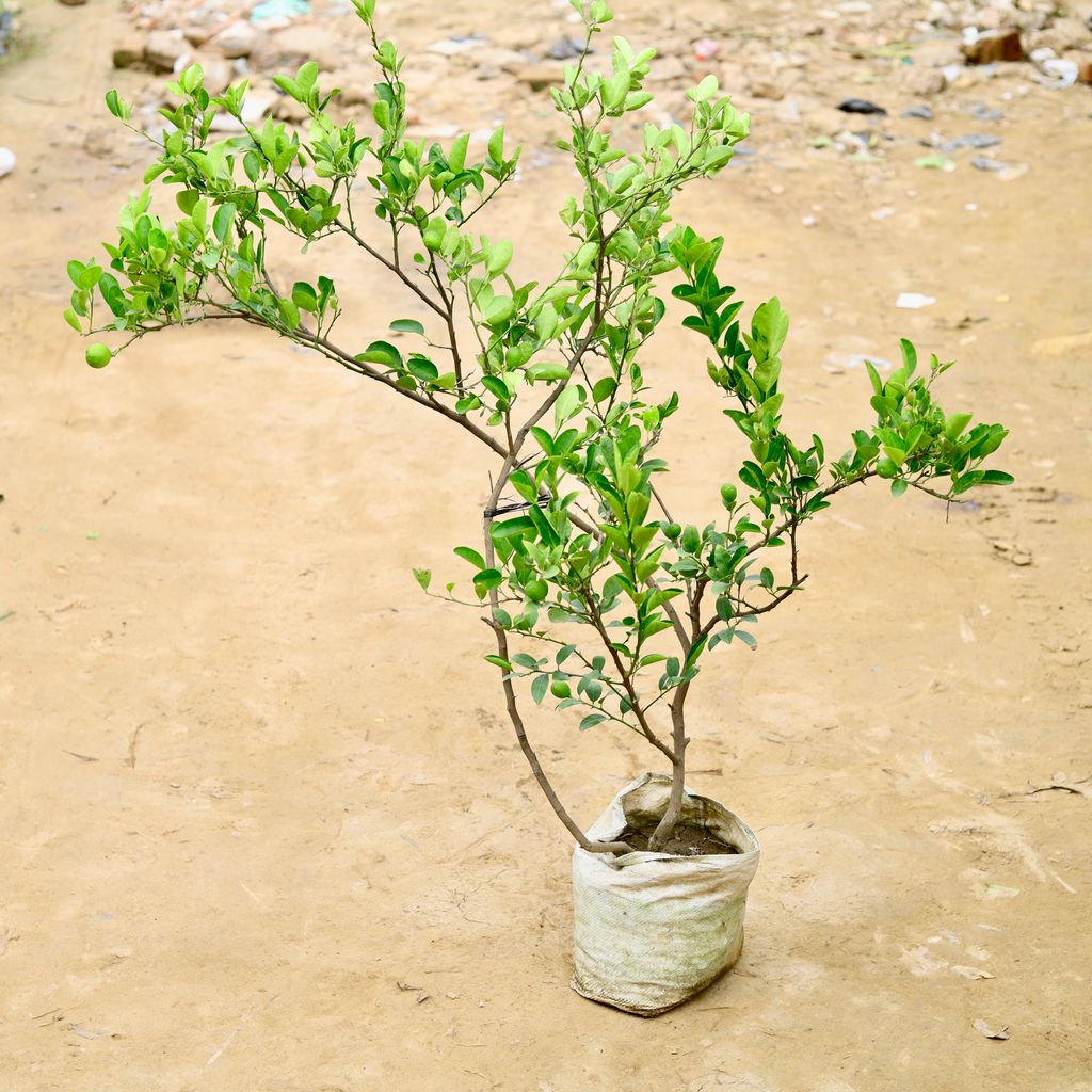 Kagzi Lemon / Nimbu (4 Years Old) (~ 4-5 Ft) in 10 Inch Nursery Bag