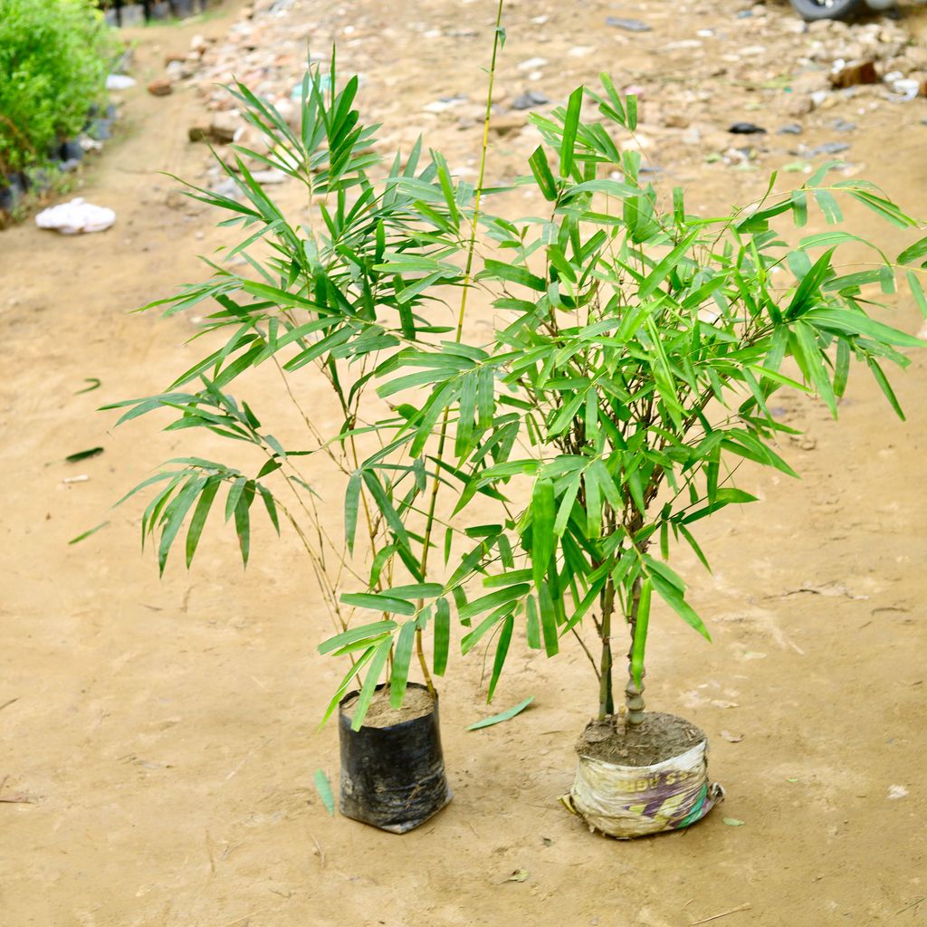 Set Of 2 - Golden Bamboo & Bambusa Ventricosa / Buddha Belly Bamboo in 10 Inch Nursery Bag