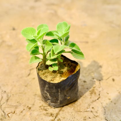 Buy Ajwain Plant in 4 Inch Nursery Bag Online | Urvann.com