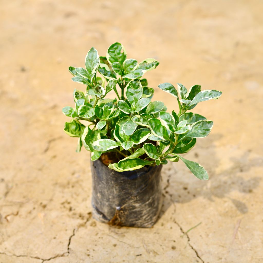 Alternanthera Variegated in 4 Inch Nursery Bag