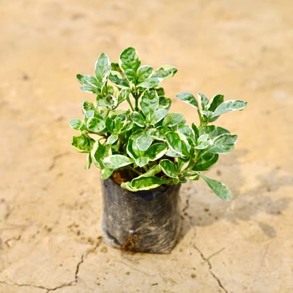 Buy Alternanthera Variegated in 4 Inch Nursery Bag Online | Urvann.com