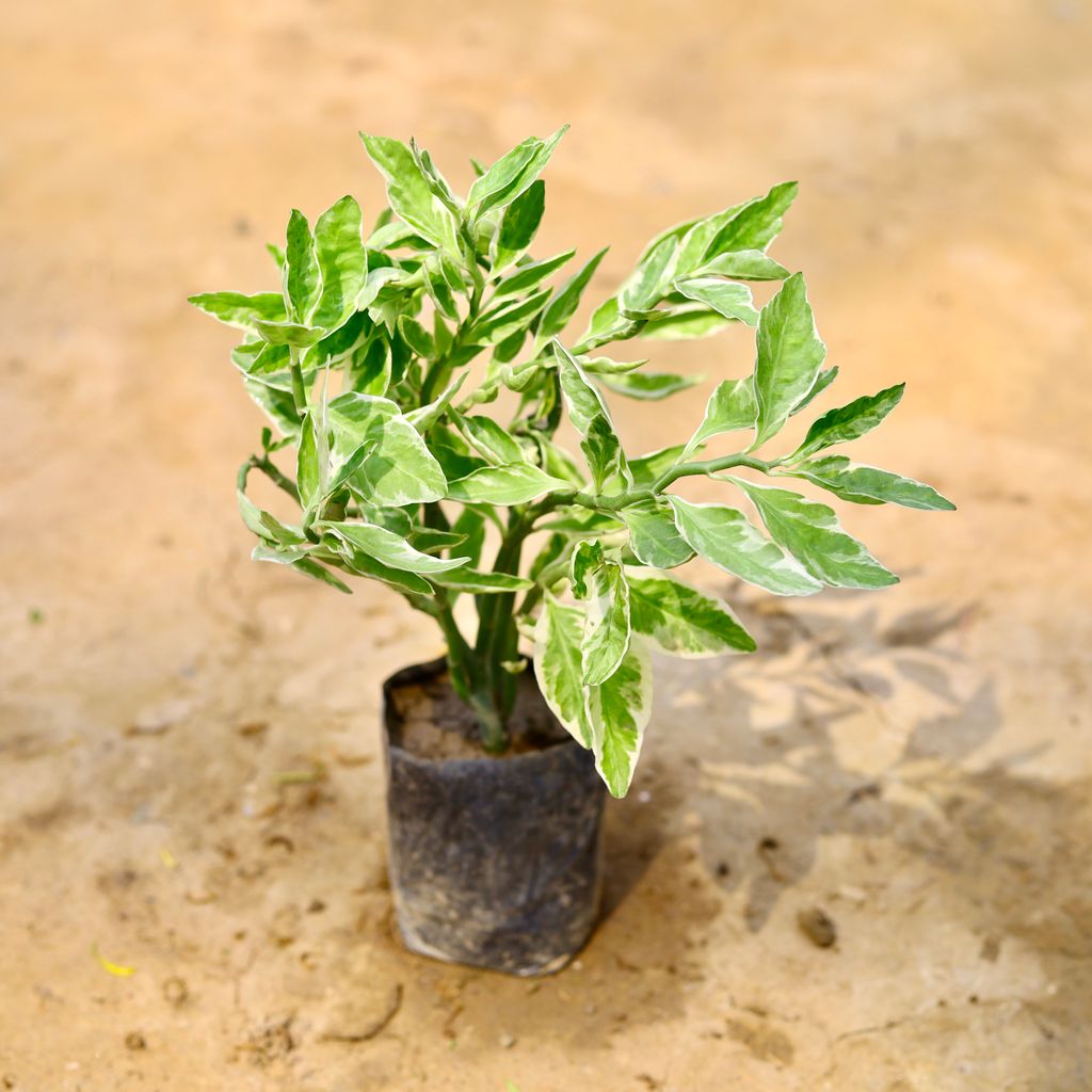 Pedilanthus Variegated / Devil'S Backbone in 4 Inch Nursery Bag