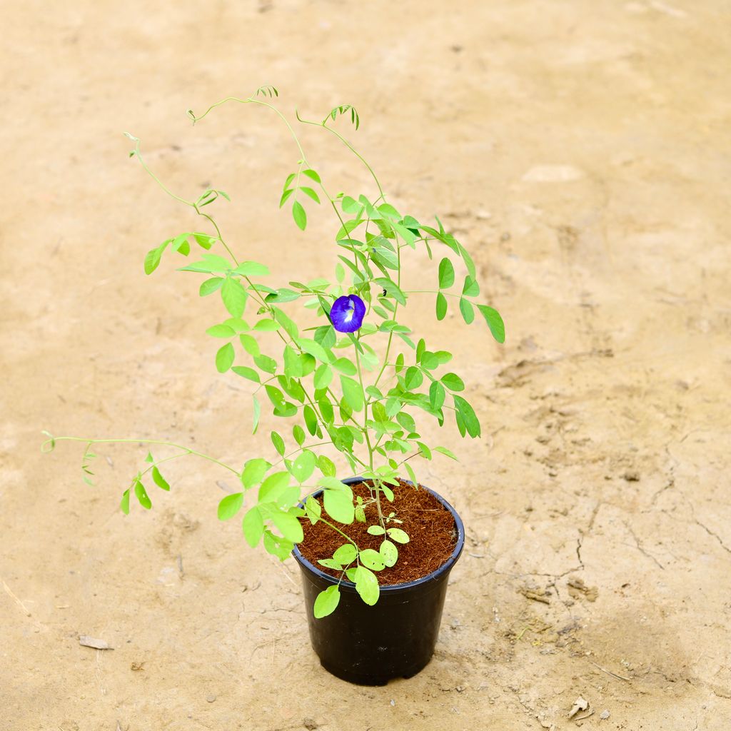 Aparajita / Asian Pigeonwings Blue in 6 Inch Nursery Pot