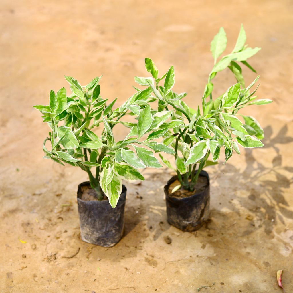 Set Of 2 - Pedilanthus Variegated / Devil'S Backbone in 6 Inch Nursery Bag