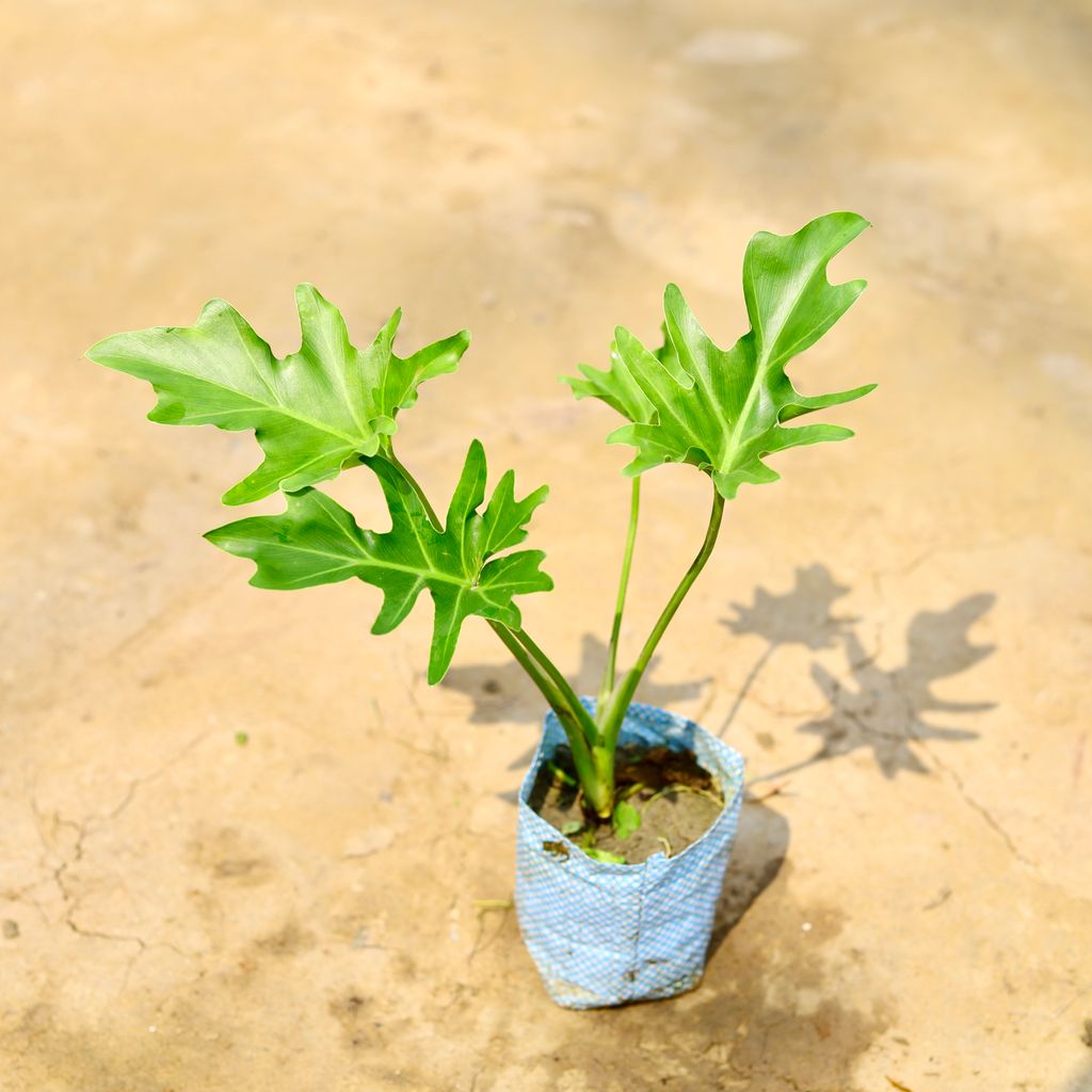 Philodendron Selloum in 4 Inch Nursery Bag