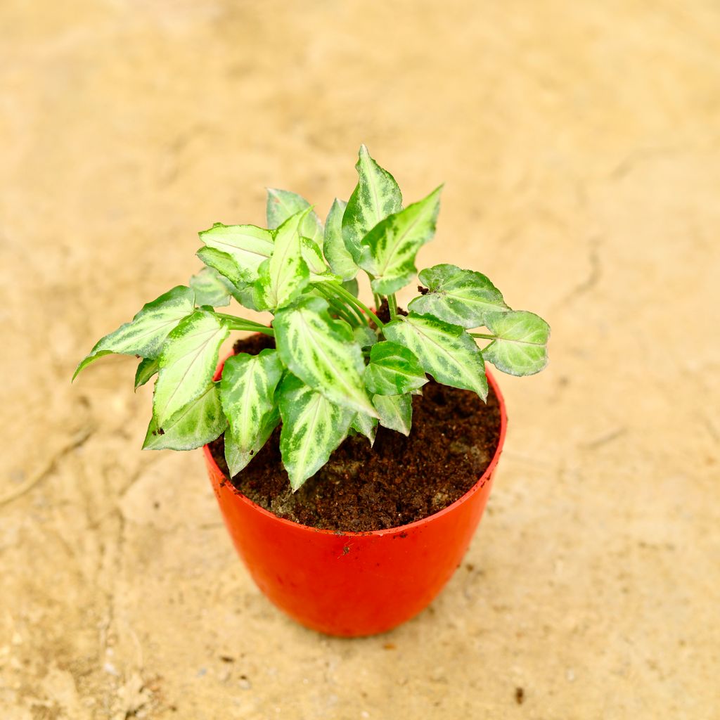 Syngonium Yammi Dwarf in 4 Inch Red Premium Orchid Round Plastic Pot - Table Top Special Indoor Plant