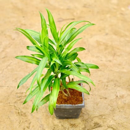 Buy Dracaena Messenger in 4 Inch Grey Premium Orchid Square Plastic Pot Online | Urvann.com