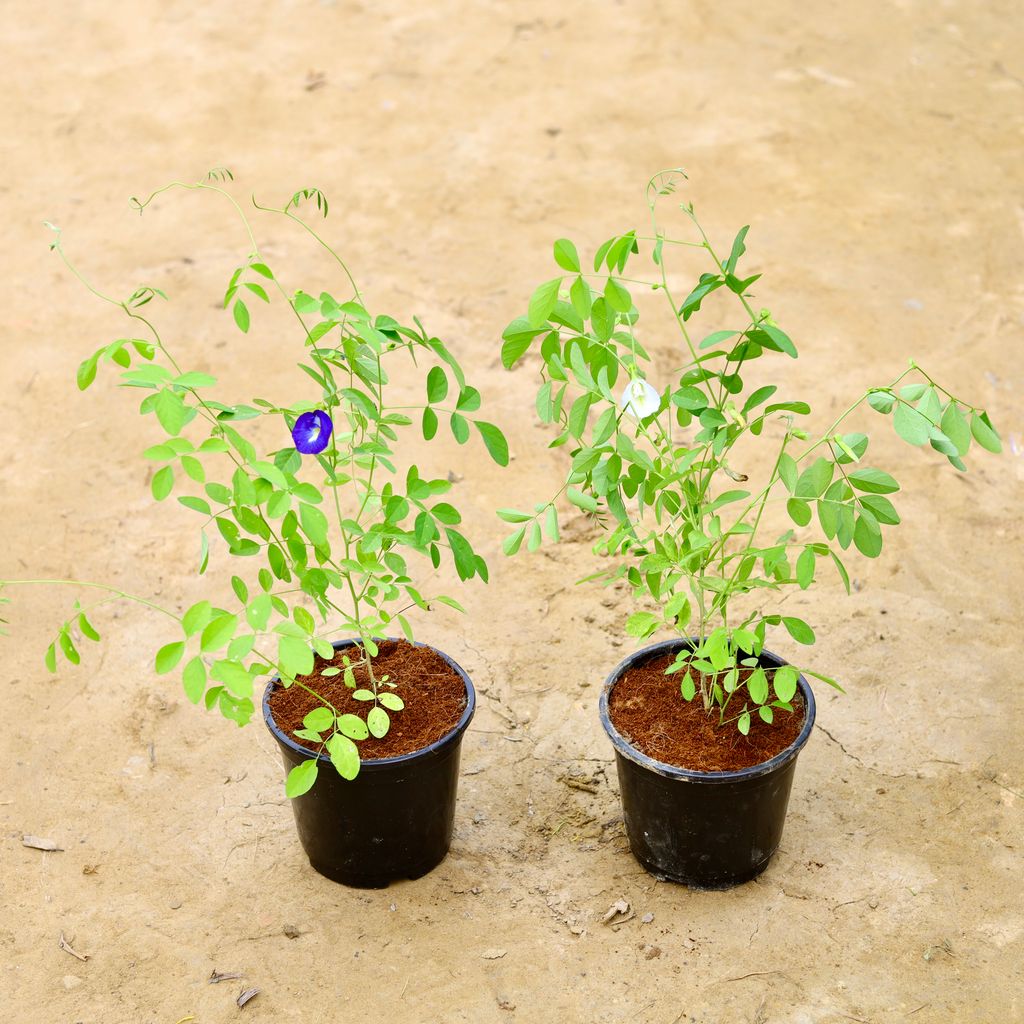 Set Of 2 - Aparajita / Asian Pigeonwings (Blue & White) in 6 Inch Nursery Pot