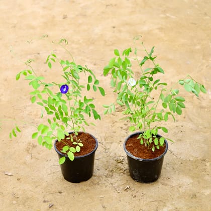 Buy Set Of 2 - Aparajita / Asian Pigeonwings (Blue & White) in 6 Inch Nursery Pot Online | Urvann.com