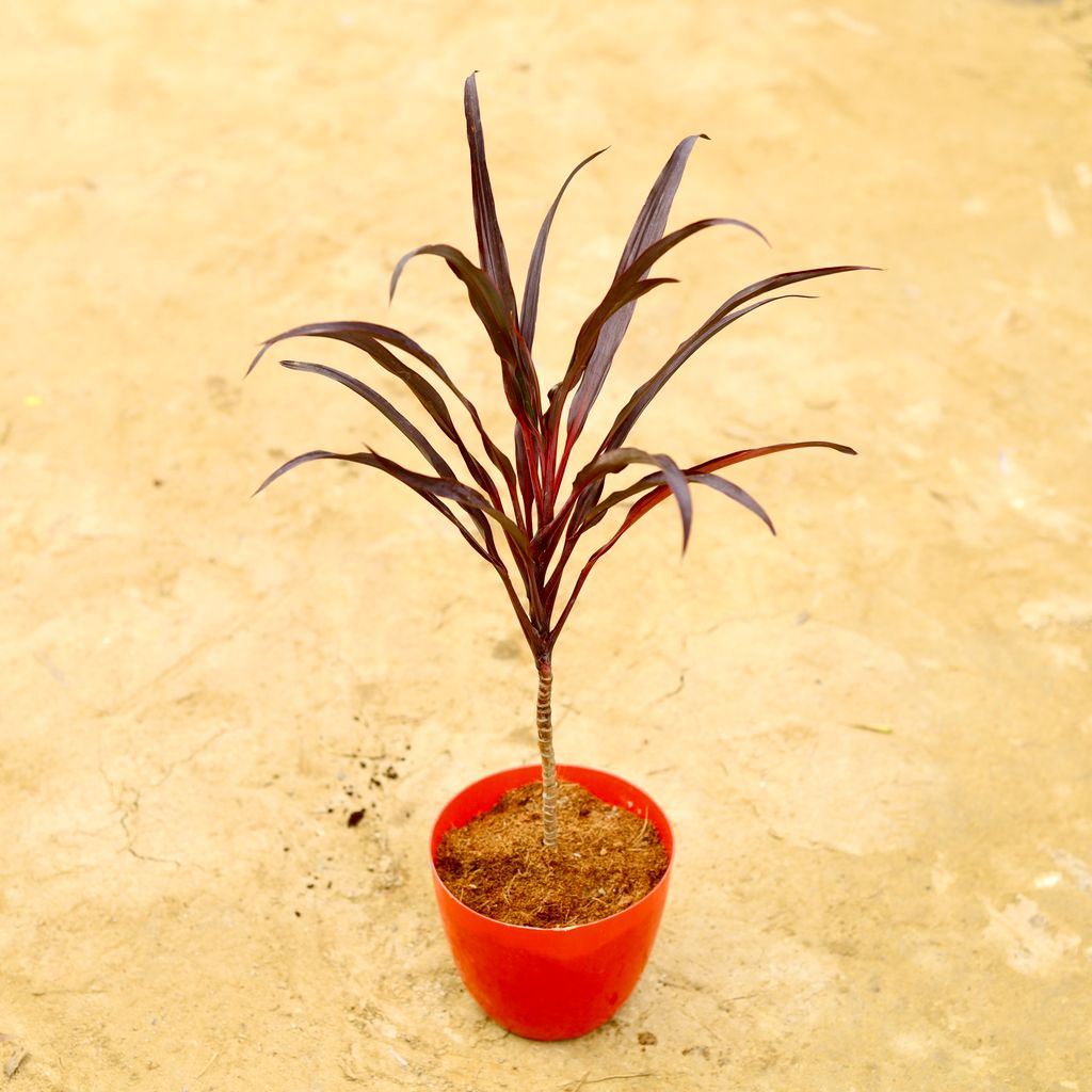 Dracaena Black in 6 Inch Red Premium Orchid Round Plastic Pot