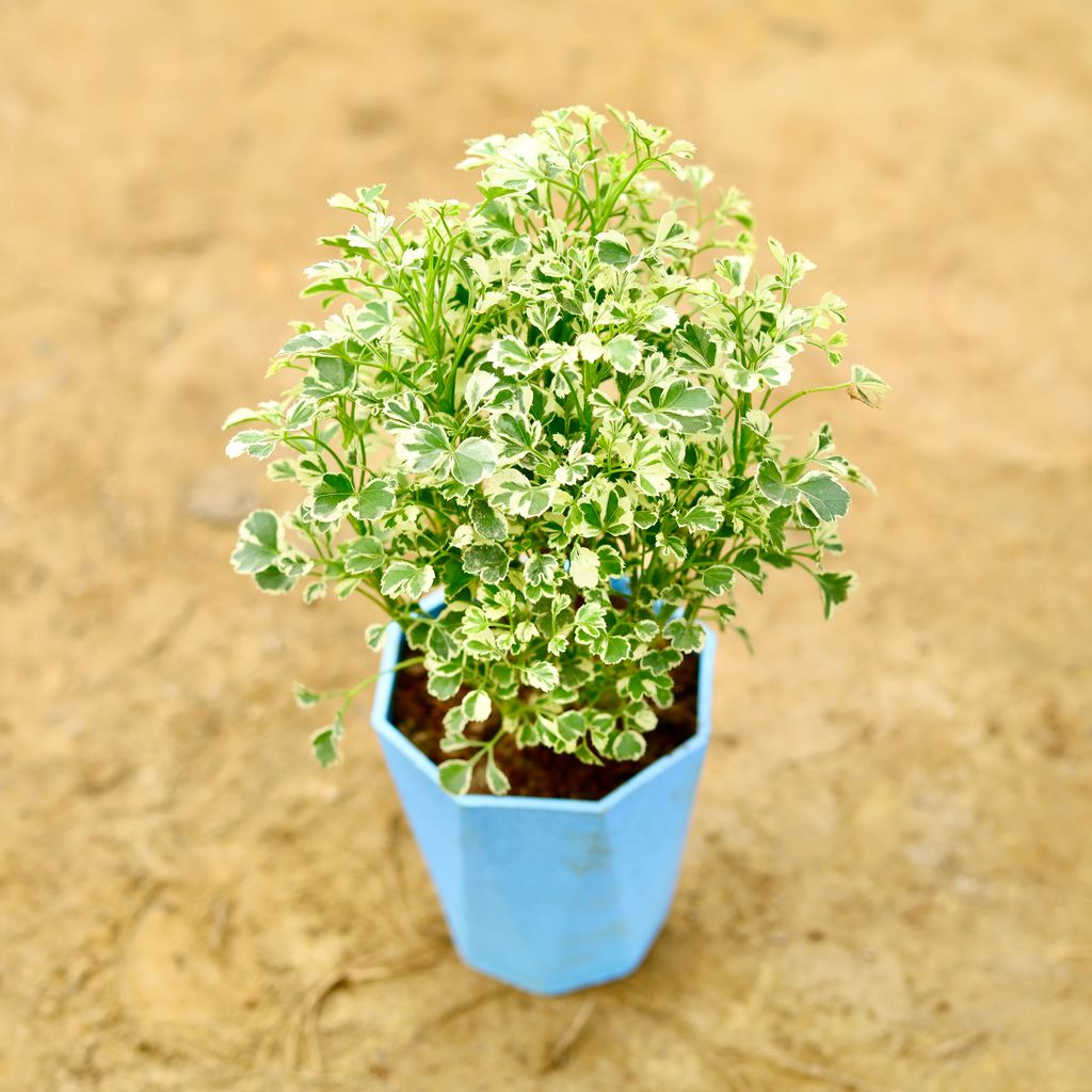 Aralia White Dwarf Variegated in 4 Inch Blue Marble Premium Diamanti Plastic Pot