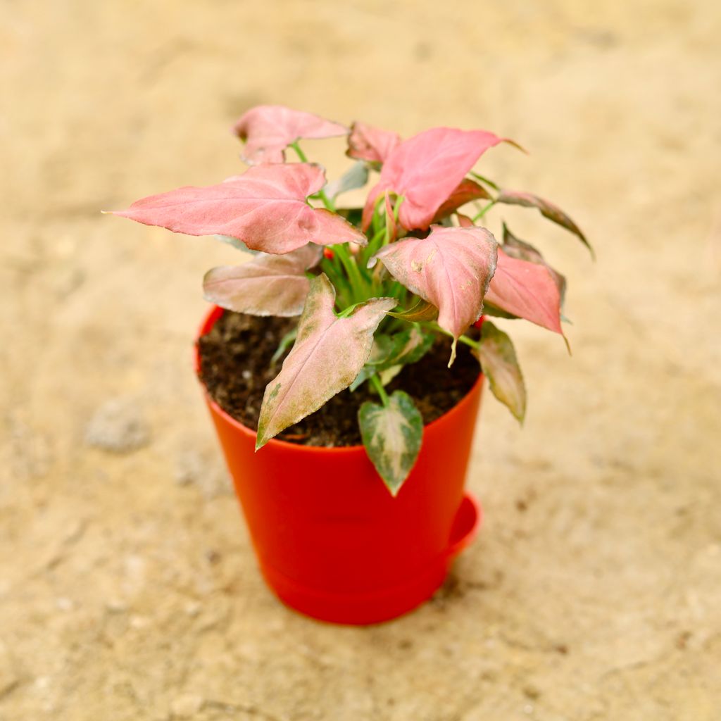 Syngonium Red Dwarf in 4 Inch Red Florence Self Watering Pot