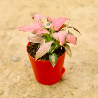 Buy Syngonium Red Dwarf in 4 Inch Red Florence Self Watering Pot Online | Urvann.com