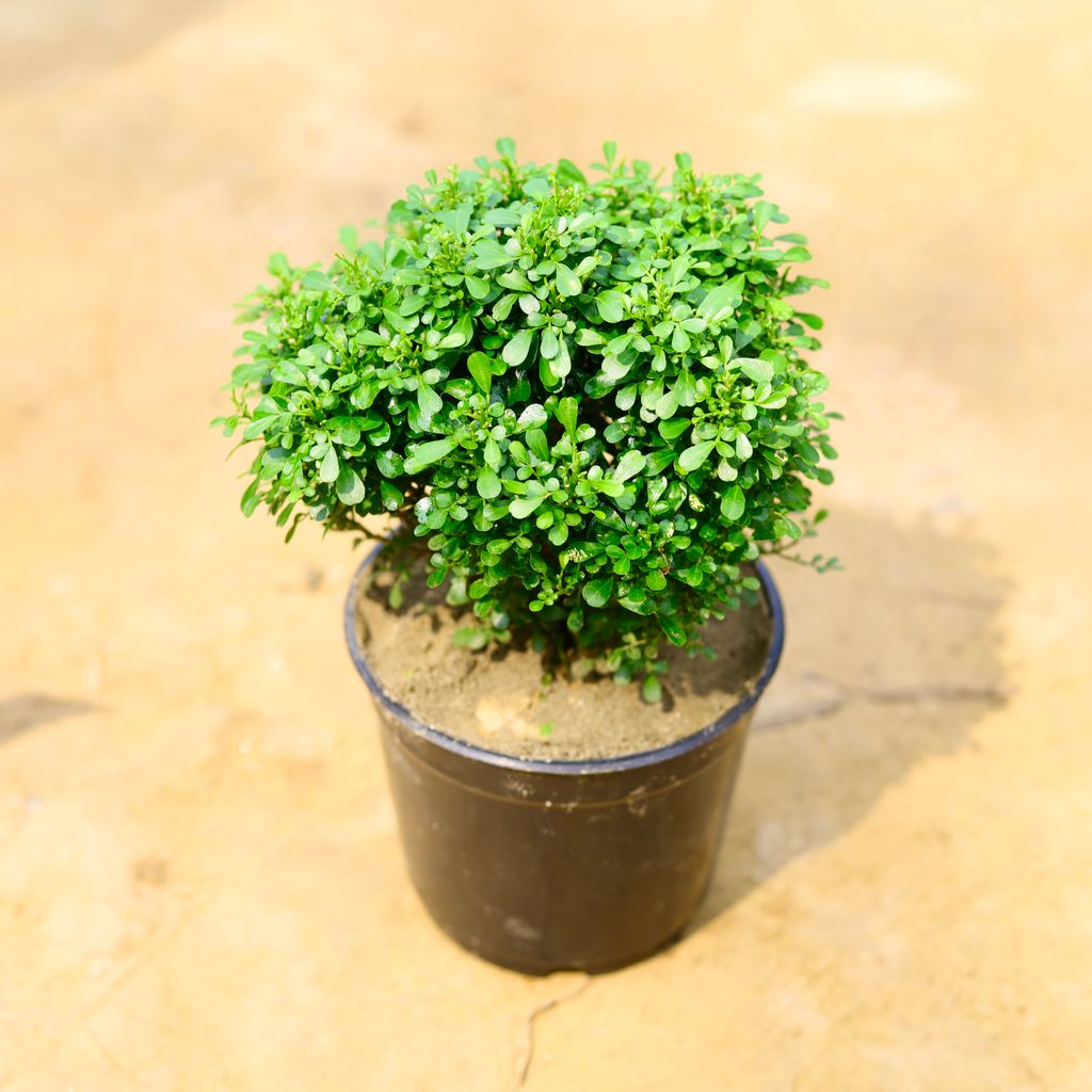 Table Kamini in 6 Inch Nursery Pot