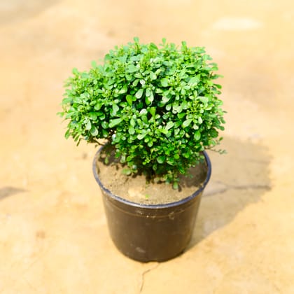 Buy Table Kamini in 6 Inch Nursery Pot Online | Urvann.com