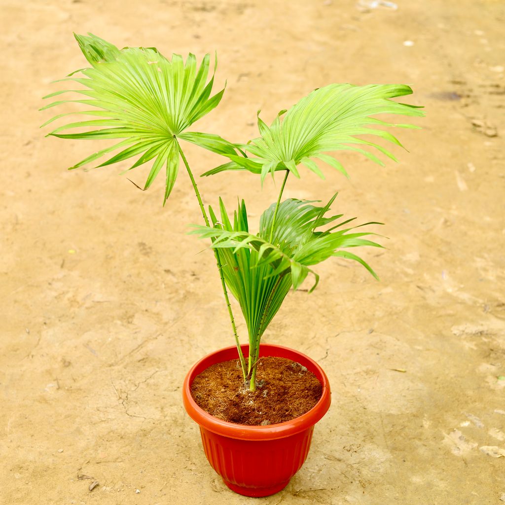 China / Fan Palm in 10 Inch Terracotta Red Olive Plastic Pot