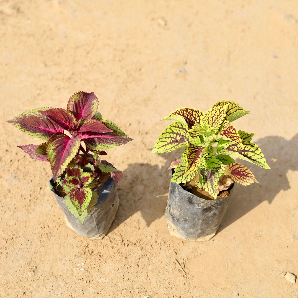 Set of 2 - Coleus (any colour & design) in 4 Inch Nursery Bag