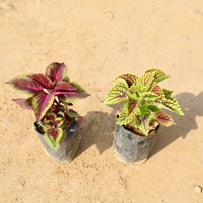 Buy Set of 2 - Coleus (any colour & design) In 4 Inch Nursery Bag Online | Urvann.com