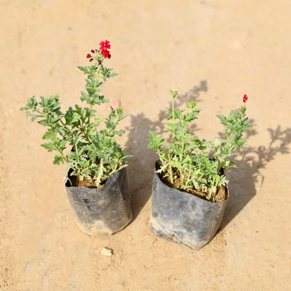 Buy Set of 2 - Verbena (any colour) In 4 Inch Nursery Bag Online | Urvann.com