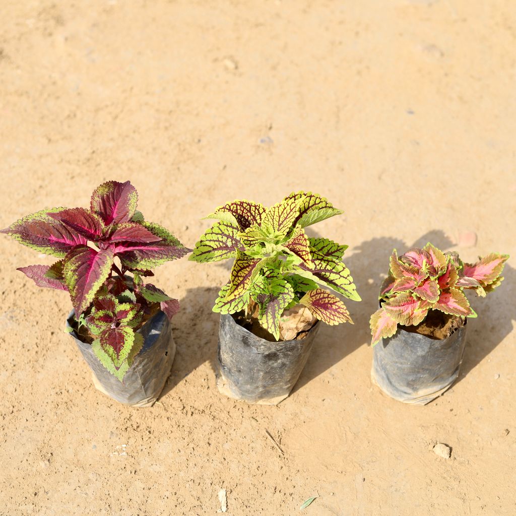 Set of 3 - Coleus (any colour & design) in 4 Inch Nursery Bag