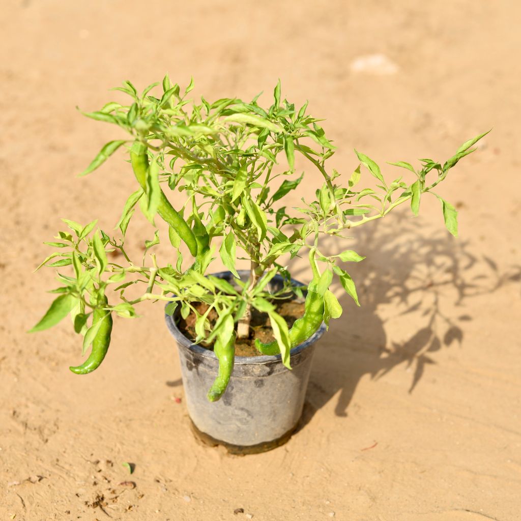 Mirchi / Chilli  In 6 Inch Nursery Pot