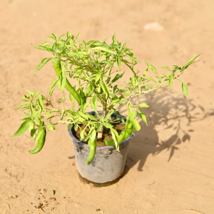 Buy Mirchi / Chilli  In 6 Inch Nursery Pot Online | Urvann.com