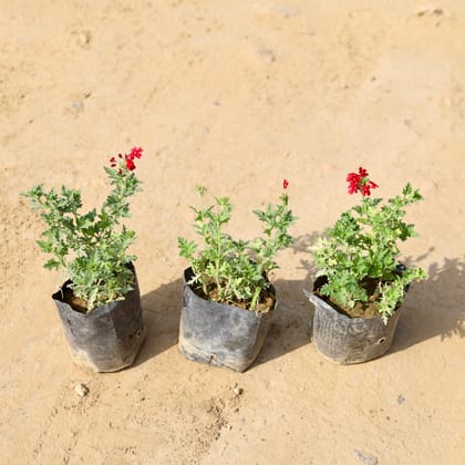 Buy Set of 3 - Verbena (any colour) In 4 Inch Nursery Bag Online | Urvann.com