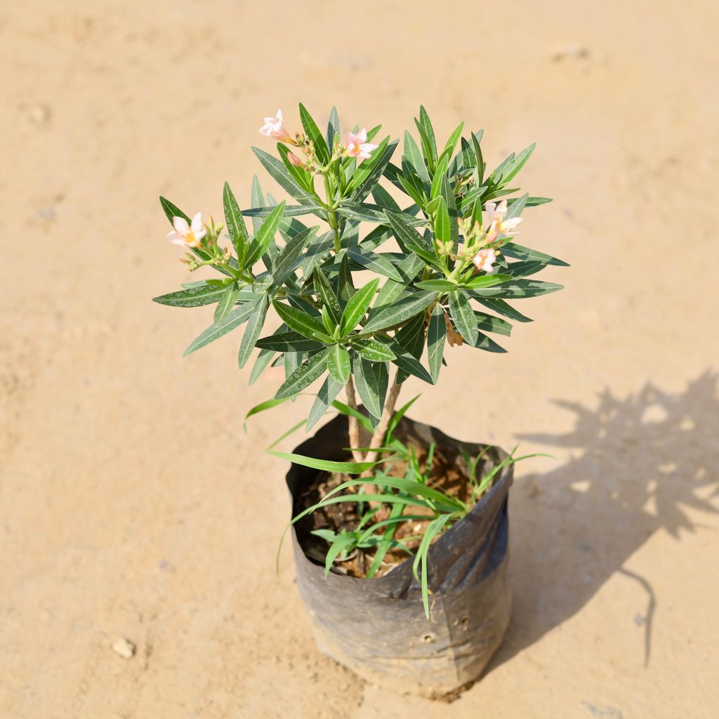 Kaner / Oleander Peach In 9 Inch Nursery Bag