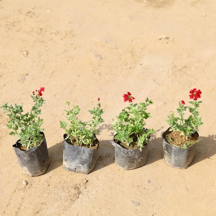 Buy Set of 4 - Verbena (any colour) In 4 Inch Nursery Bag Online | Urvann.com