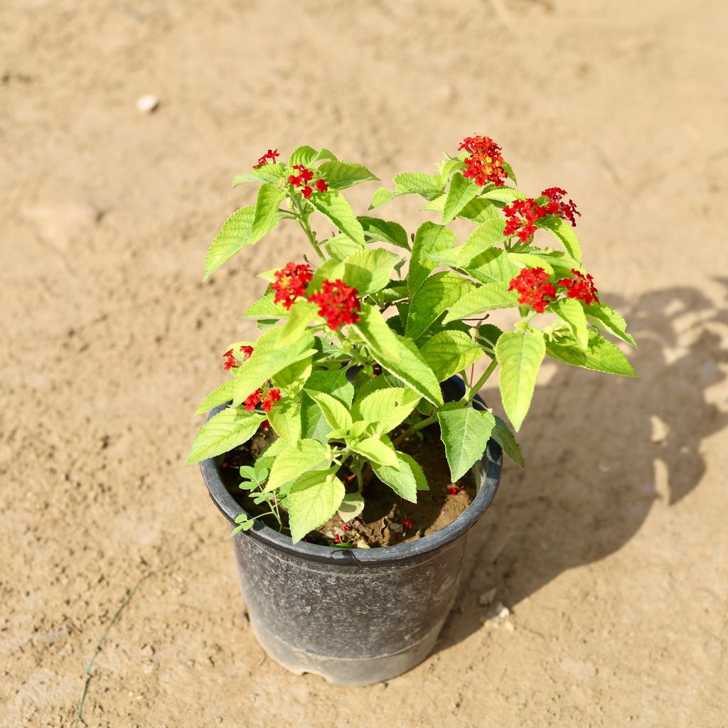 Lantana Red In 8 Inch Nursery Pot