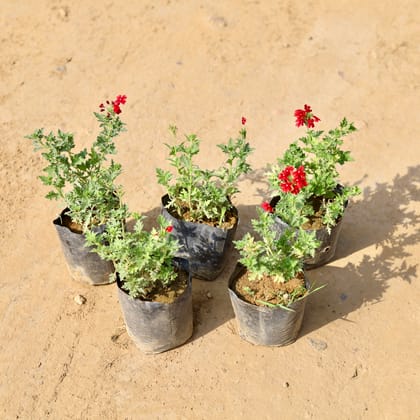 Buy Set of 5 - Verbena (any colour) In 4 Inch Nursery Bag Online | Urvann.com