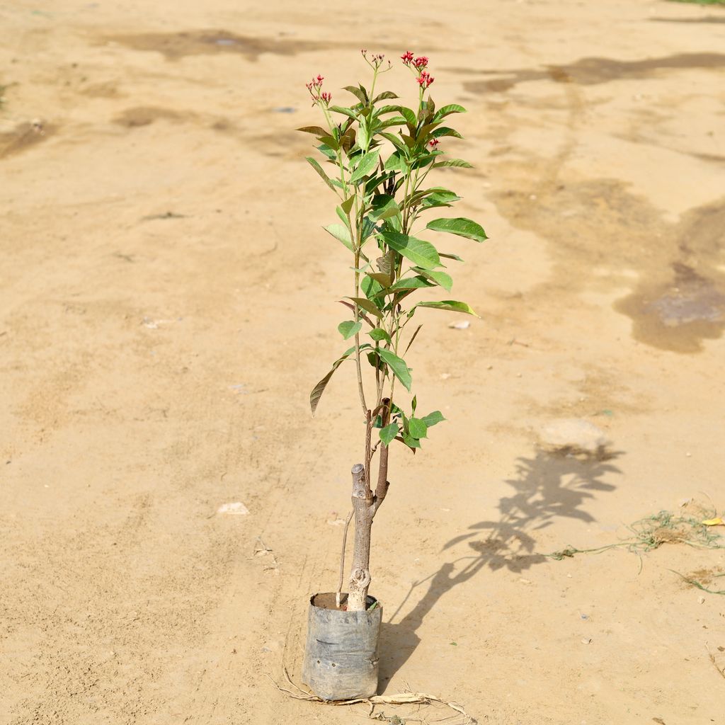 Jatropha / Sunder Rupa (any colour) (~ 3 Ft) In 9 Inch Nursery Bag