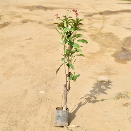 Buy Jatropha / Sunder Rupa (any colour) (~ 3 Ft) In 9 Inch Nursery Bag Online | Urvann.com